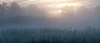 Foggy morning / ...