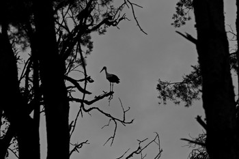 Vogel / ***