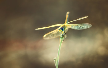 Gold ... / ***