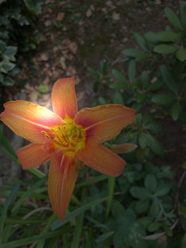 Cover me in the sun / Look!