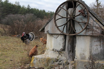 Country Life / ***