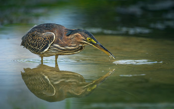 Green heron / ***