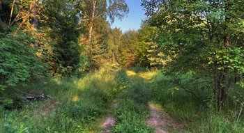 Morgen in den Wald / ***