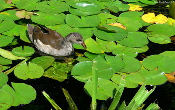 Water hen / ***