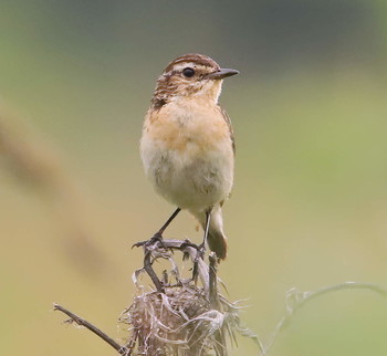 Whinchat / ***