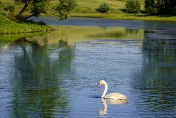 Swan / ***