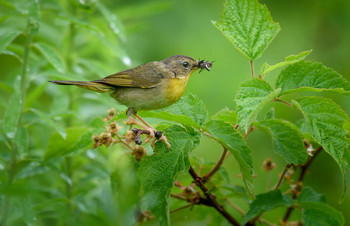 Common yellowthroat (female) / ***