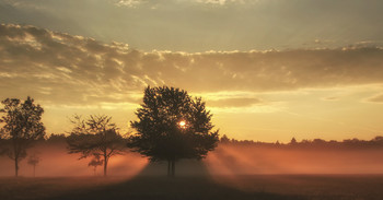 Foggy morning / ***