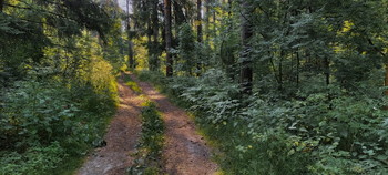 Forest Road / ***