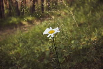 Chamomile / ***