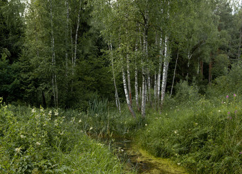 the brook / ***