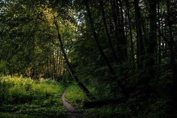 Path / ***