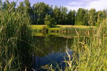 At the pond / ***