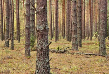 In a pine forest / ***