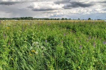 Feld / ***