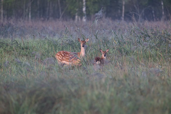 Am Morgen des Waldes / ***