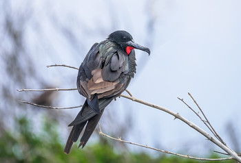 Magnificent Frigatebird (male) / ***