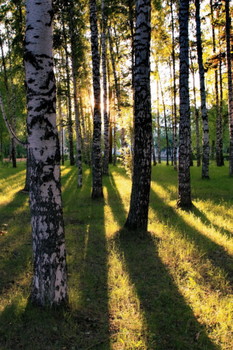 Evening. / ***