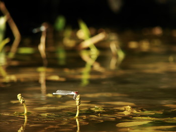 Dragonfly / ***