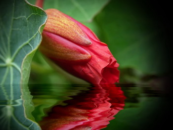 Blumen / ***