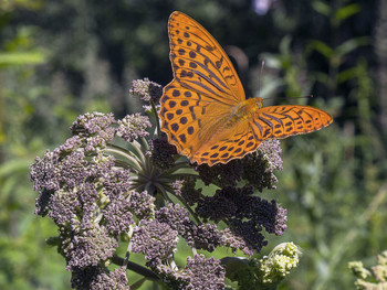 Butterfly / ***
