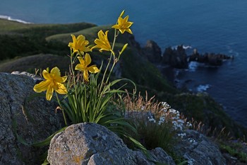 Lily. / ***