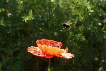 I go in to land / ***