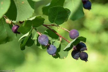 Juneberry / ...