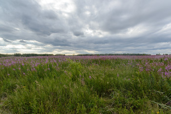 Feld / ***