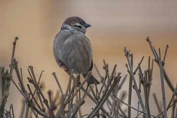 Spatz / ***