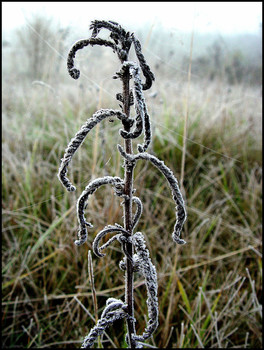 Rime / ***