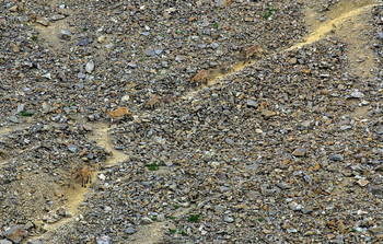 Diagonal / ***