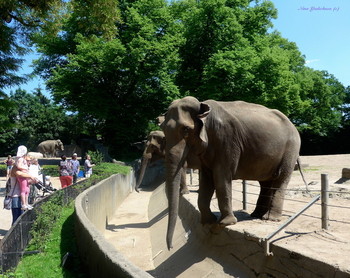 Elefant / ***