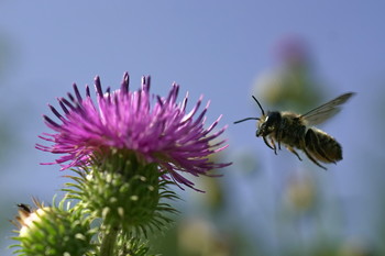 Wasp / ***