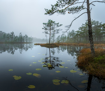 Overcast morning / ***