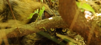 Hunting / ***