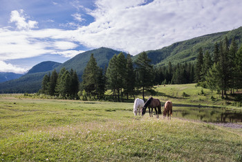 Morning idyll / ***
