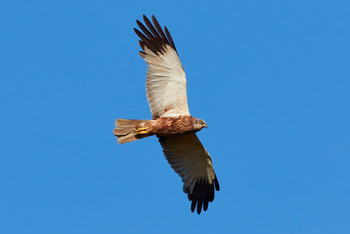 Marsh harrier / ***