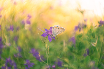 About a butterfly / ***