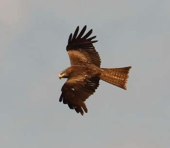 Black Kite / ***