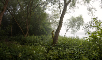 Trees in the fog / ***