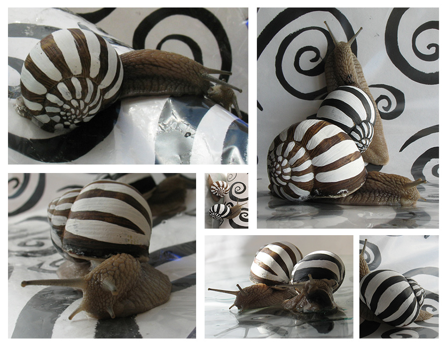 белое и черное, или полоса белая, полоса черная