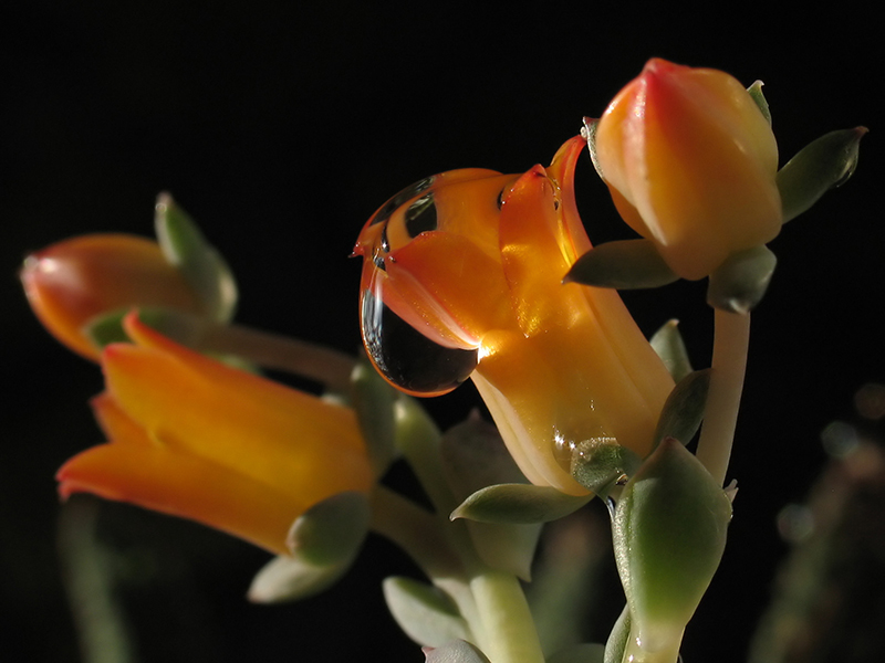 капля, а может нектар?