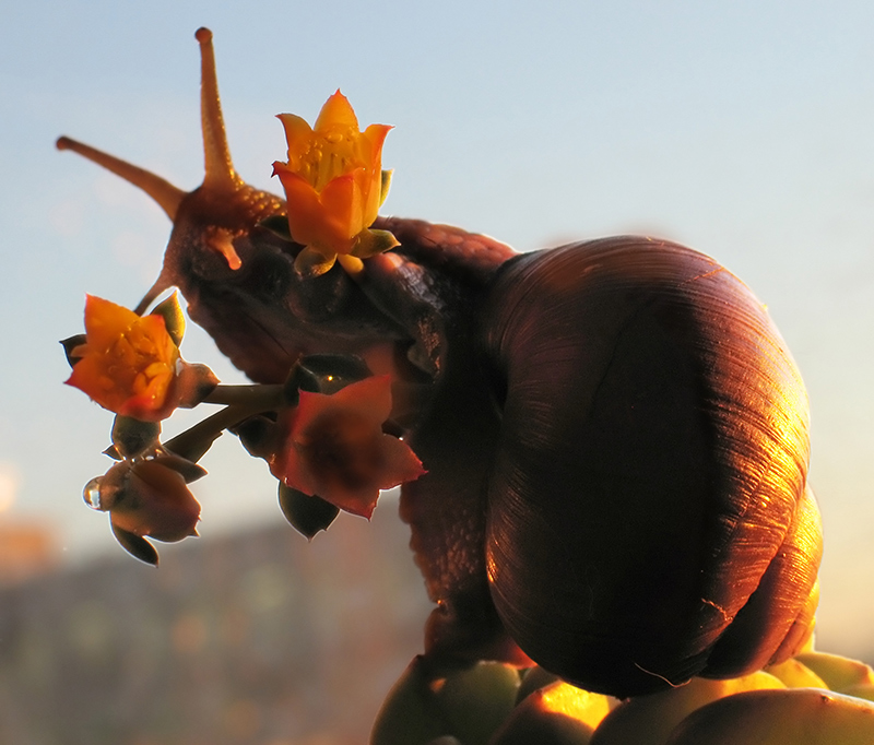 съесть или нюхать, вот в чем вопрос