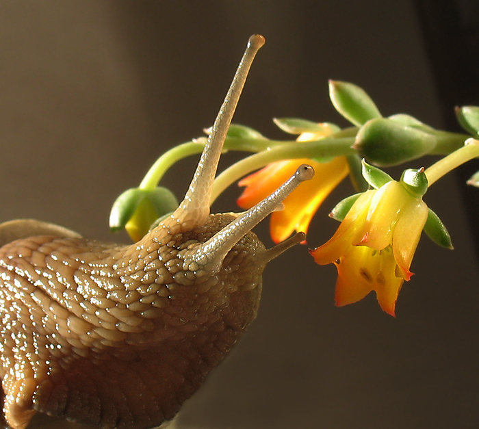 тольхо нюхать, есть нельзя