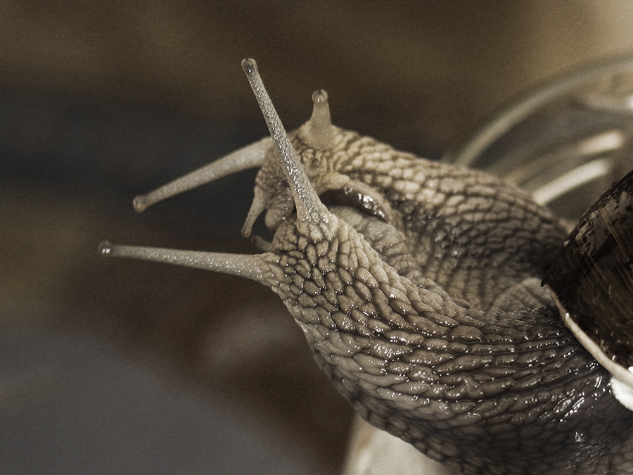 возможно это любоффь