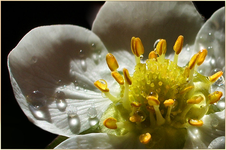 Воспоминание о весне