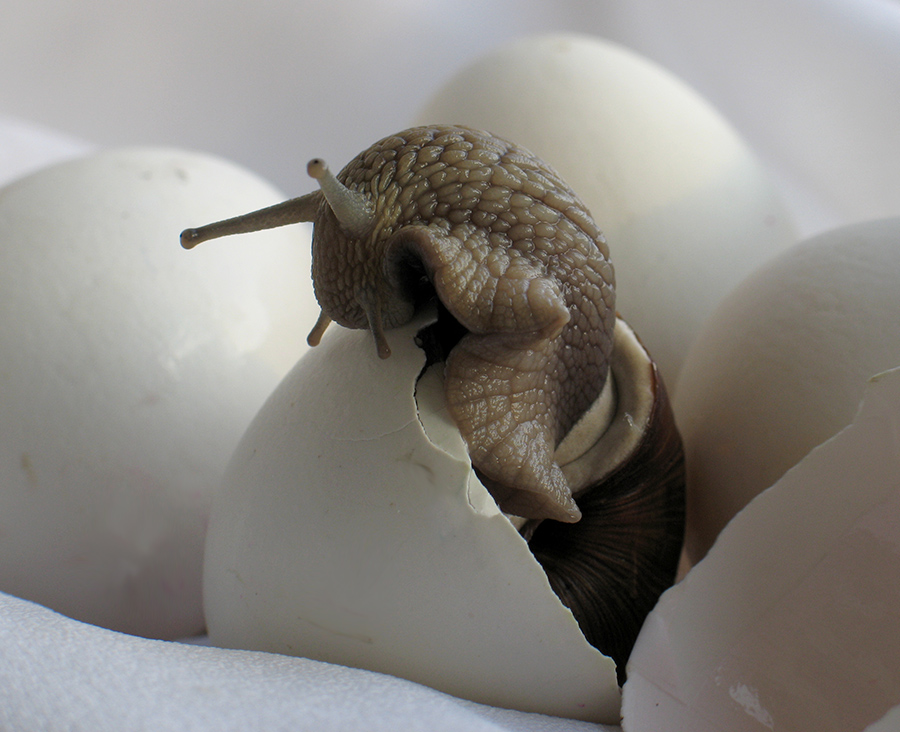 клонирование звероящера