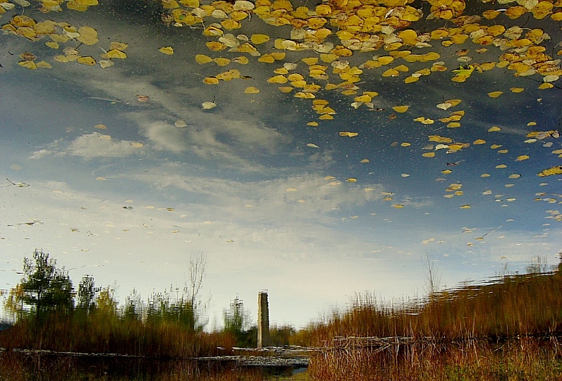 і зоры расьцьвітаюць сінім пылам, адны ў гары, другія -- пад нагамі