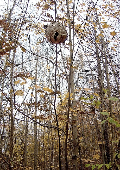 Спустошанасьць наўсьцяж